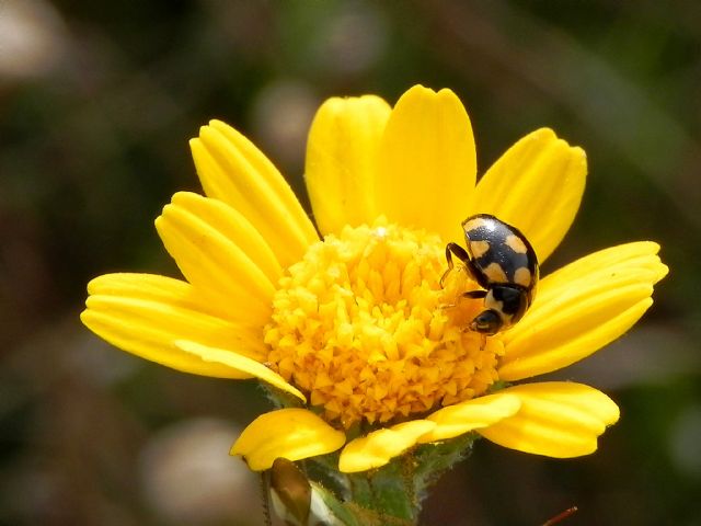 ID Coccinellidae:  Coccinula quatuordecimpustulata