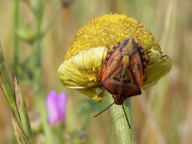 Pentatomidae: Carpocoris mediterraneus mediterraneus