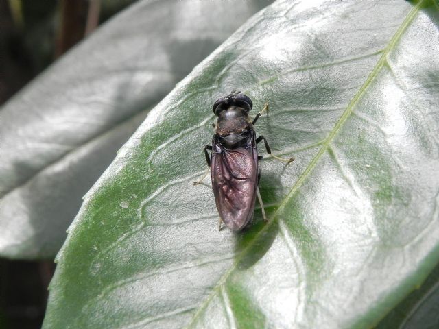 Hermetia illucens (Stratiomyidae)