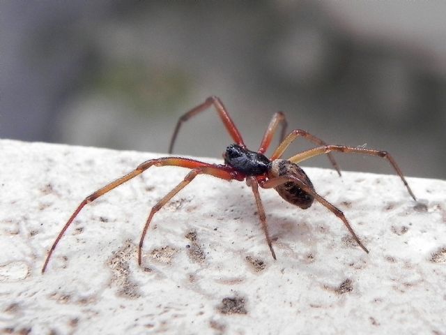Steatoda nobilis, maschio  -  Roma