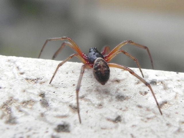 Steatoda nobilis, maschio  -  Roma