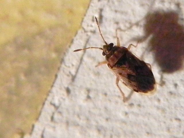 Lygaeidae: Hyalochilus ovatulus