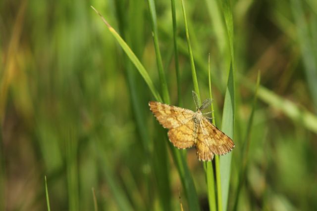 ID falena - Ematurga atomaria, Geometridae