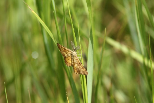 ID falena - Ematurga atomaria, Geometridae