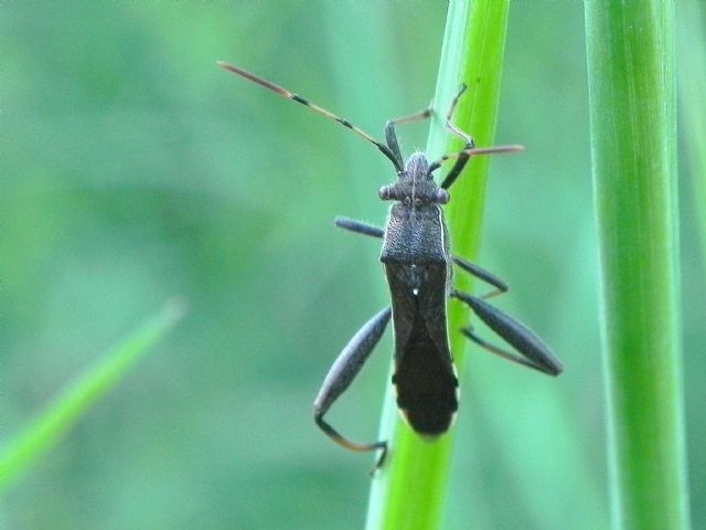 Alydidae - Camptopus lateralis
