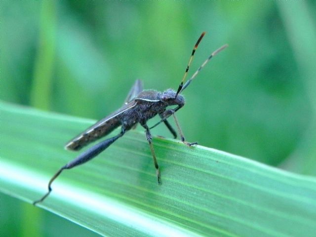 Alydidae - Camptopus lateralis