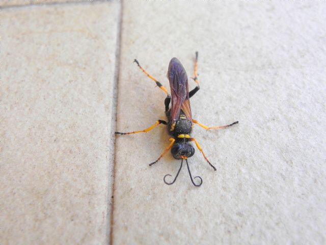 Sphecidae:  Sceliphron caementarium