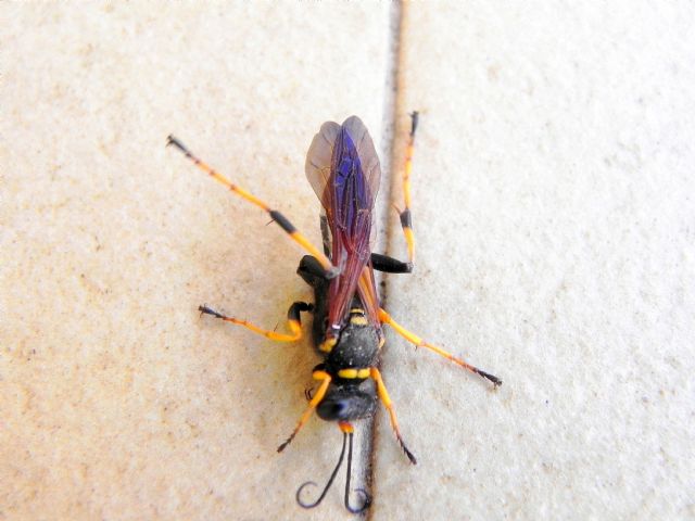 Sphecidae:  Sceliphron caementarium