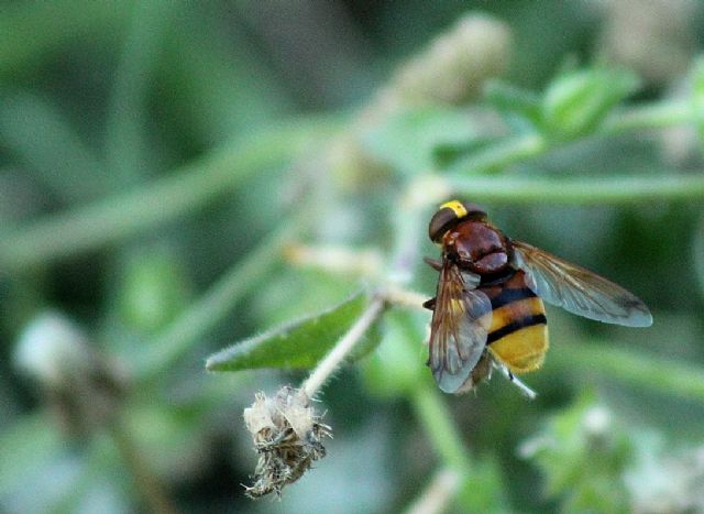 Syrphidae: Volucella zonaria, femmina
