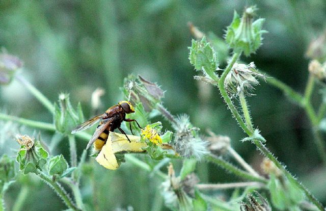 Syrphidae: Volucella zonaria, femmina