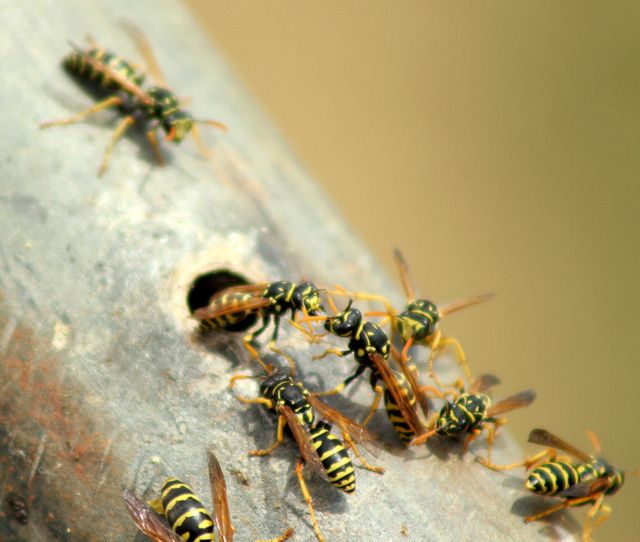Vespula ?  No, Polistes cfr. dominulus