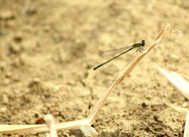 ID damigella: Ischnura elegans, femmina