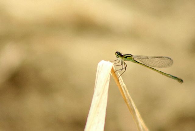 ID damigella: Ischnura elegans, femmina