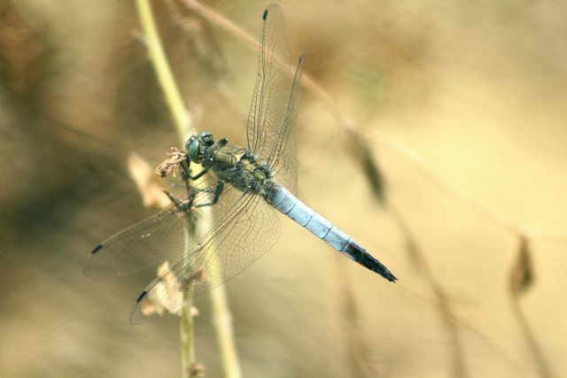 Orthetrum cancellatum, maschio