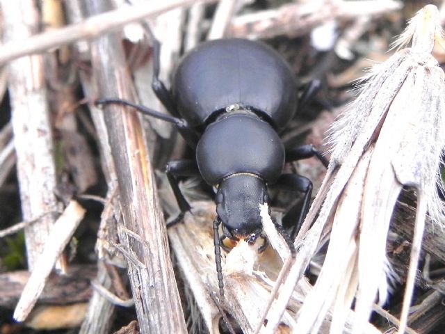 Tentyria italica (cfr.), Tenebrionidae