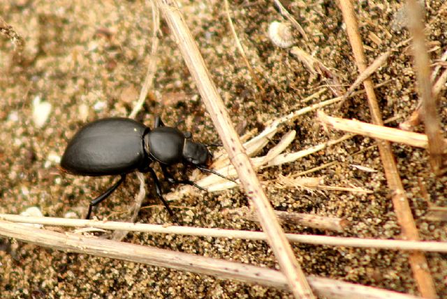Tentyria italica (cfr.), Tenebrionidae