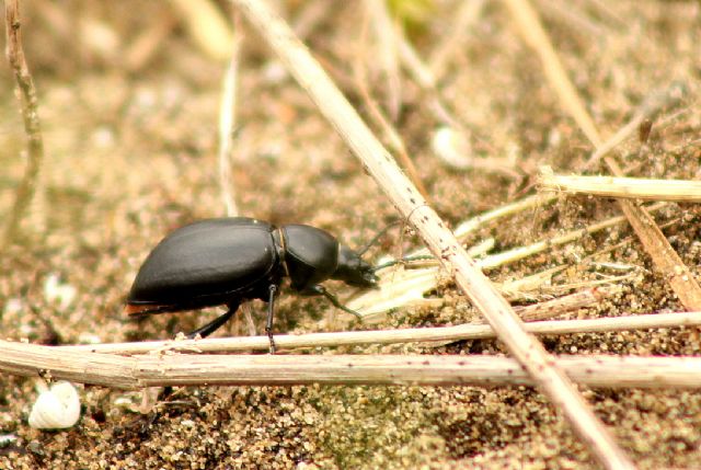 Tentyria italica (cfr.), Tenebrionidae