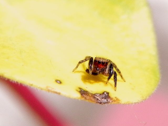 Euophrys rufibarbis - Roma