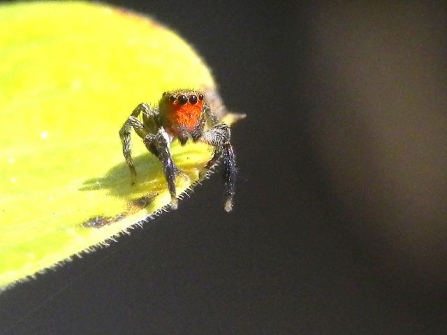 Euophrys rufibarbis - Roma