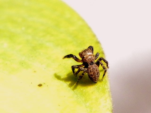 Euophrys rufibarbis - Roma