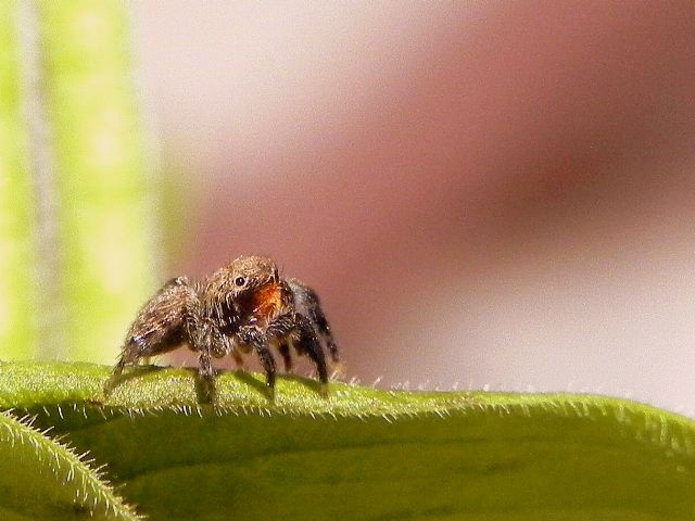 Euophrys rufibarbis - Roma