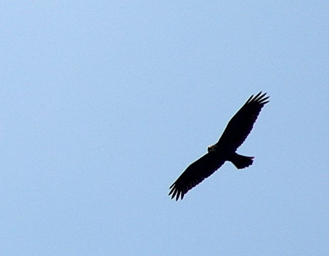 ID rapace: Falco di palude (Circus aeruginosus)