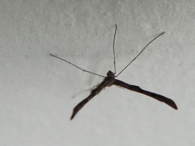 ID Pterophoridae