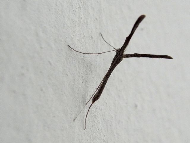 ID Pterophoridae