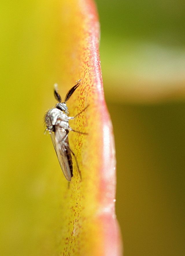 Ceratopogonidae, maschio