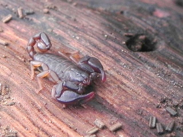 Euscorpius sp. da l''Oasi di Macchiagrande (RM)