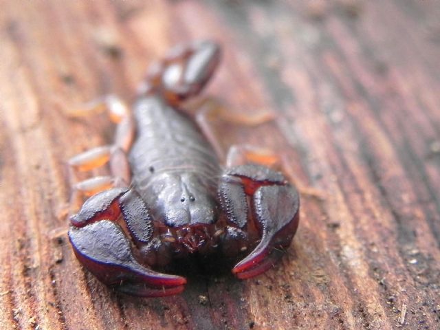 Euscorpius sp. da l''Oasi di Macchiagrande (RM)