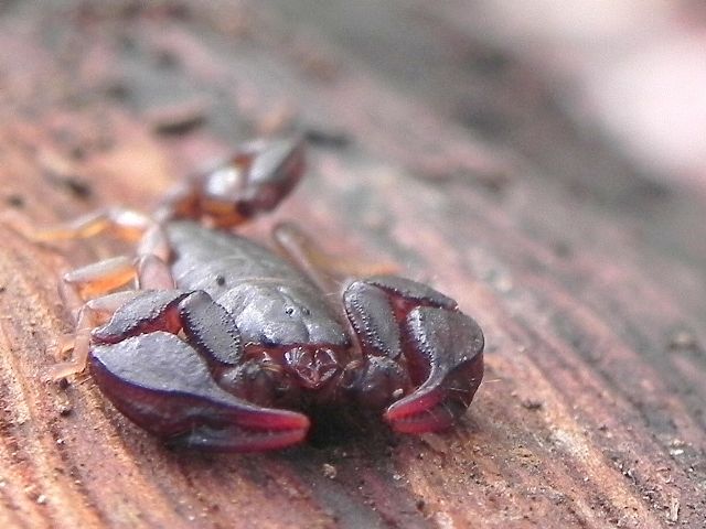 Euscorpius sp. da l''Oasi di Macchiagrande (RM)