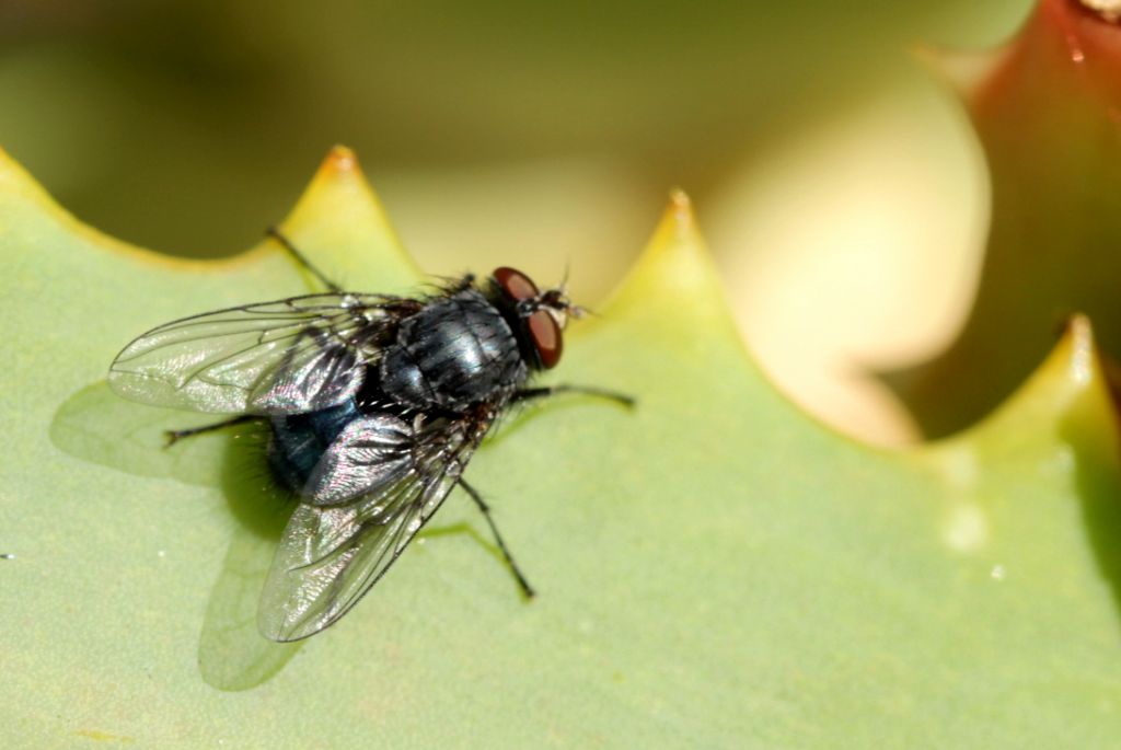 ID Diptera