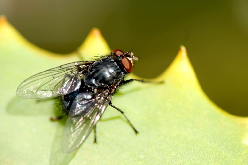 ID Diptera