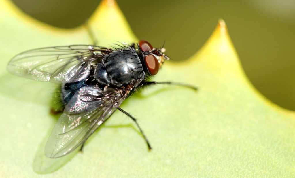 ID Diptera