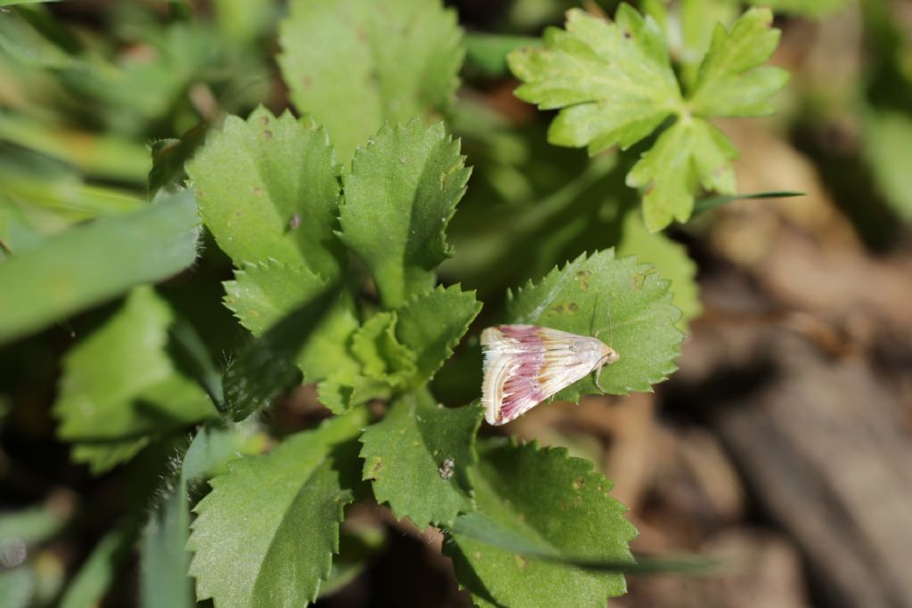 Eublemma ostrina - Erebidae