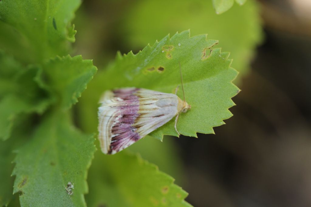 Eublemma ostrina - Erebidae