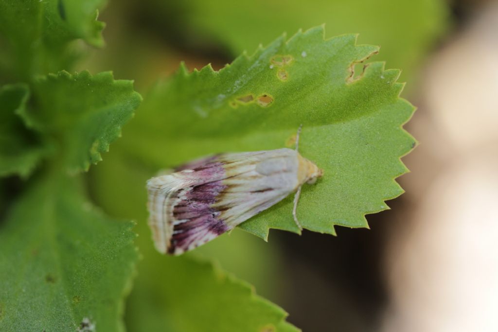 Eublemma ostrina - Erebidae