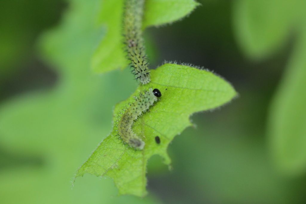 ID Hymenoptera