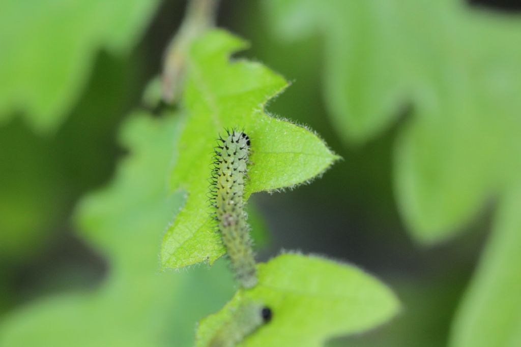 ID Hymenoptera