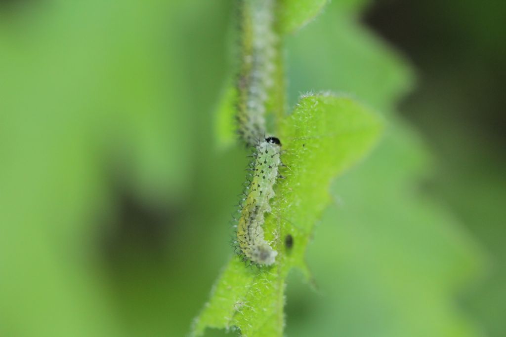 ID Hymenoptera