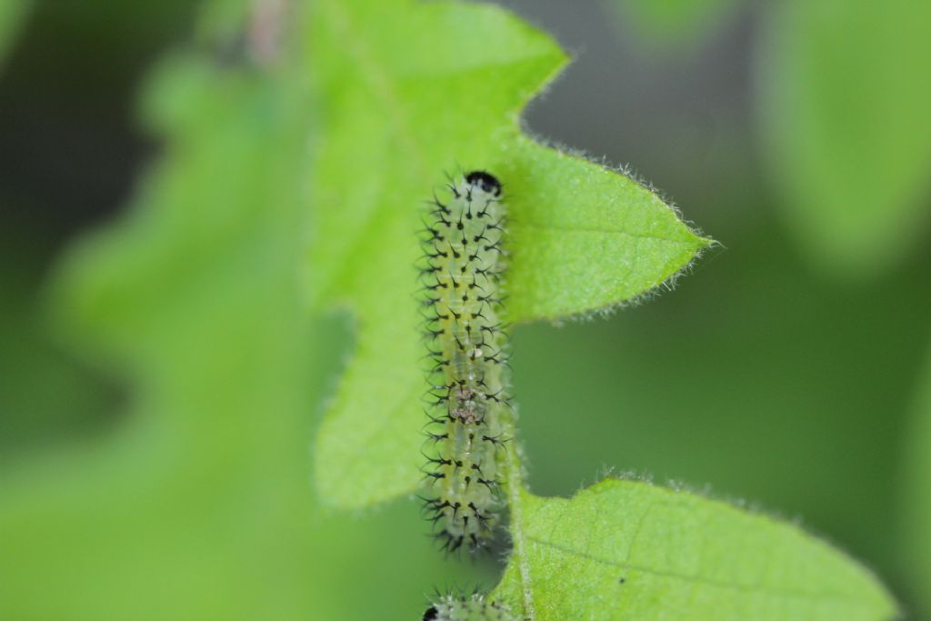 ID Hymenoptera