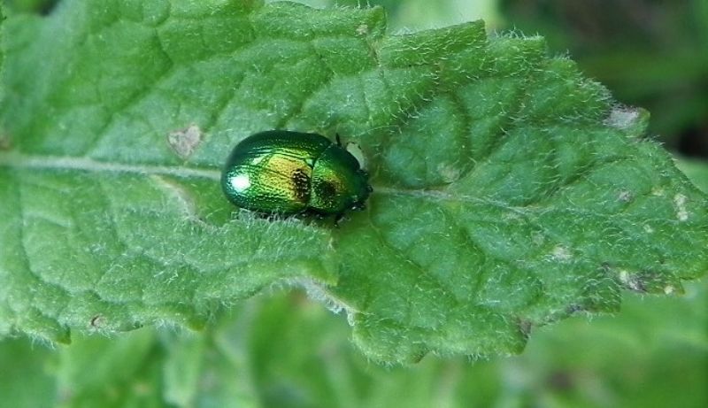 Chrysomelidae: Chrysolina herbacea (cfr.)