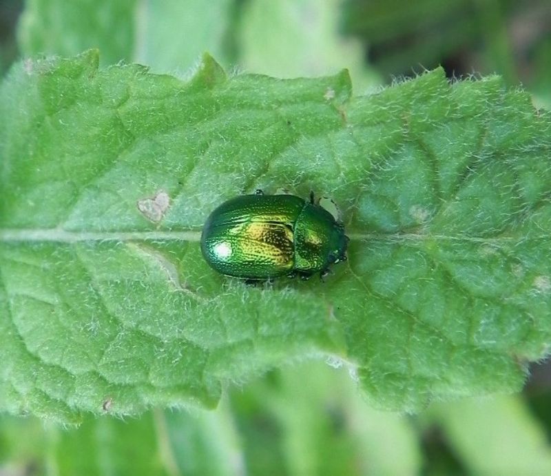 Chrysomelidae: Chrysolina herbacea (cfr.)