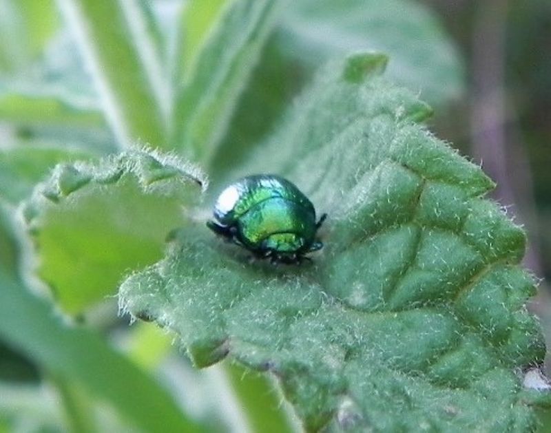 Chrysomelidae: Chrysolina herbacea (cfr.)