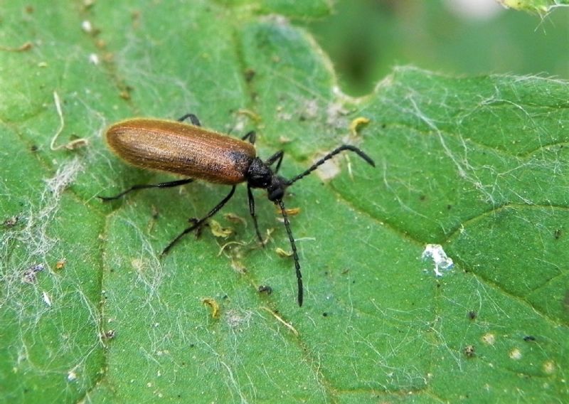 Tenebrionidae: Lagria hirta