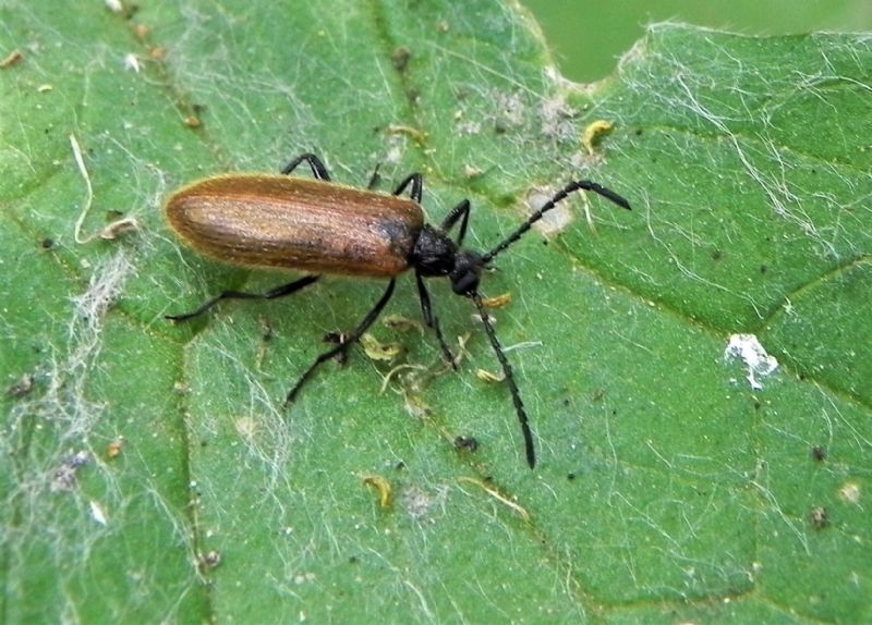 Tenebrionidae: Lagria hirta