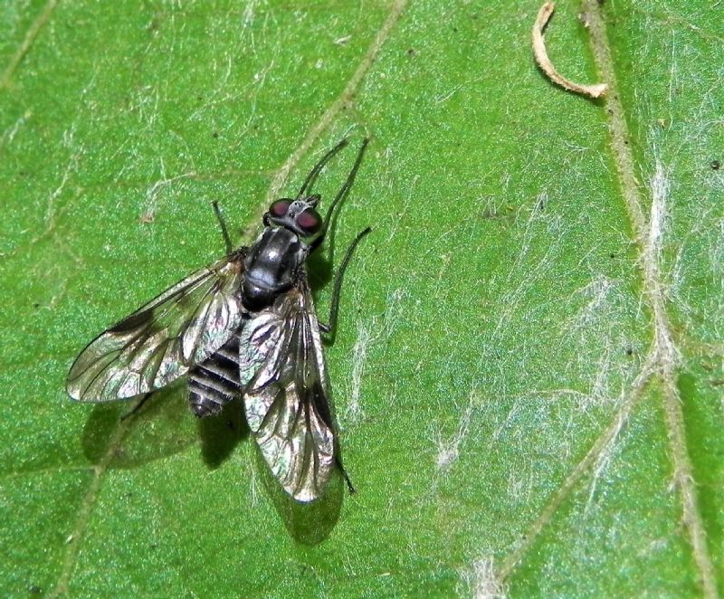 Athericidae: Ibisia marginata, femmina