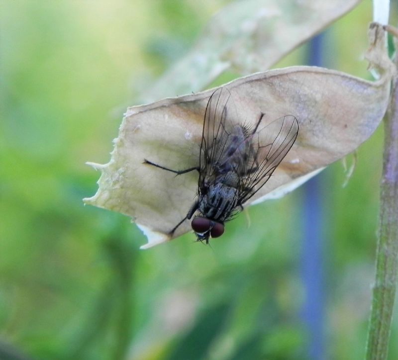 Sarcophagidae?   No, Anthomyidae, maschio: cfr. Anthomyia sp.