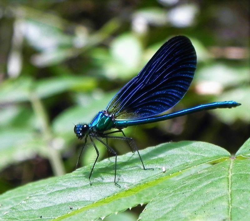 Calopteryx virgo meridionalis maschio